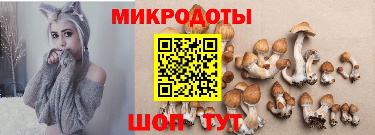 Галлюциногенные грибы Psilocybe Курчатов